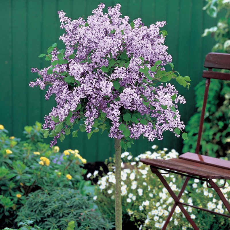 Сирень Мейера Палибин Syringa meyeri Palibin