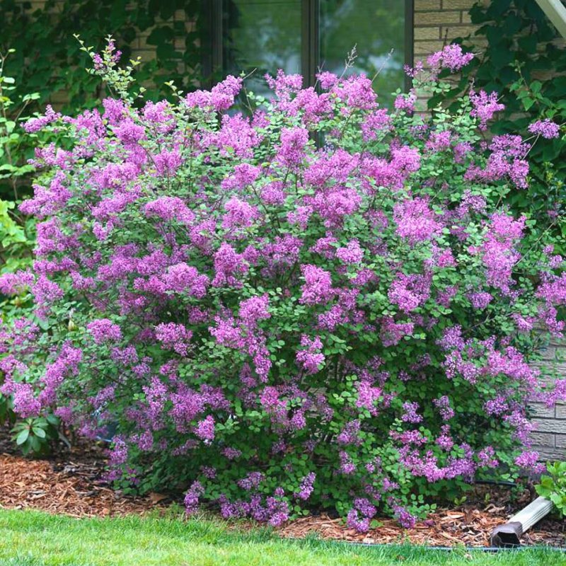 Сирень Мейера Bloomerang Purple
