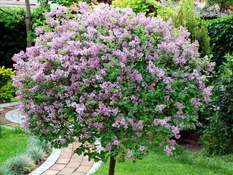 Сирень Мейера Syringa meyeri Palibin