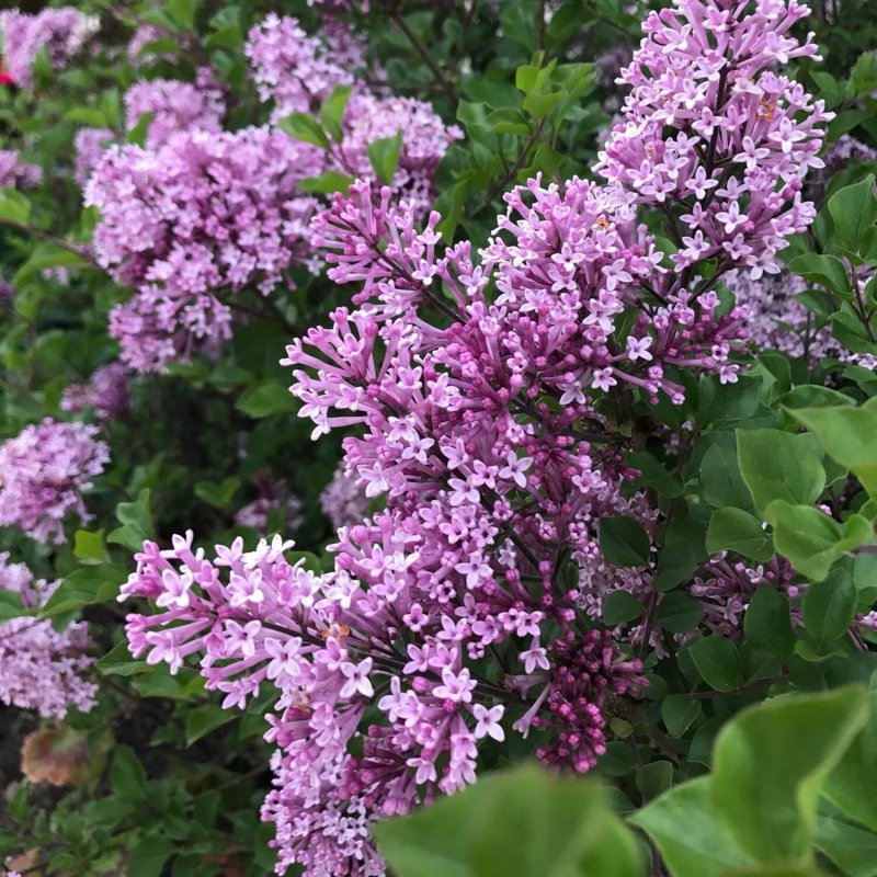 Сирень Мейера Палибин Syringa meyeri Palibin