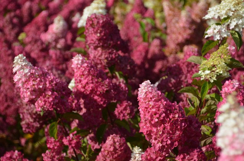 Гортензия метельчатая "Фрейз Мелба" "Fraise Melba"