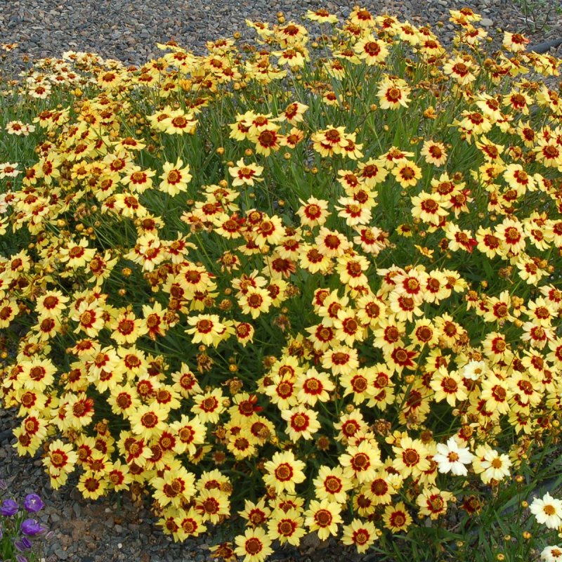 Кореопсис блумсейс