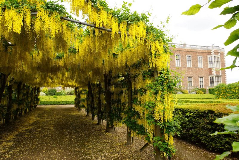 Laburnum alpinum. Бобовник Альпийский
