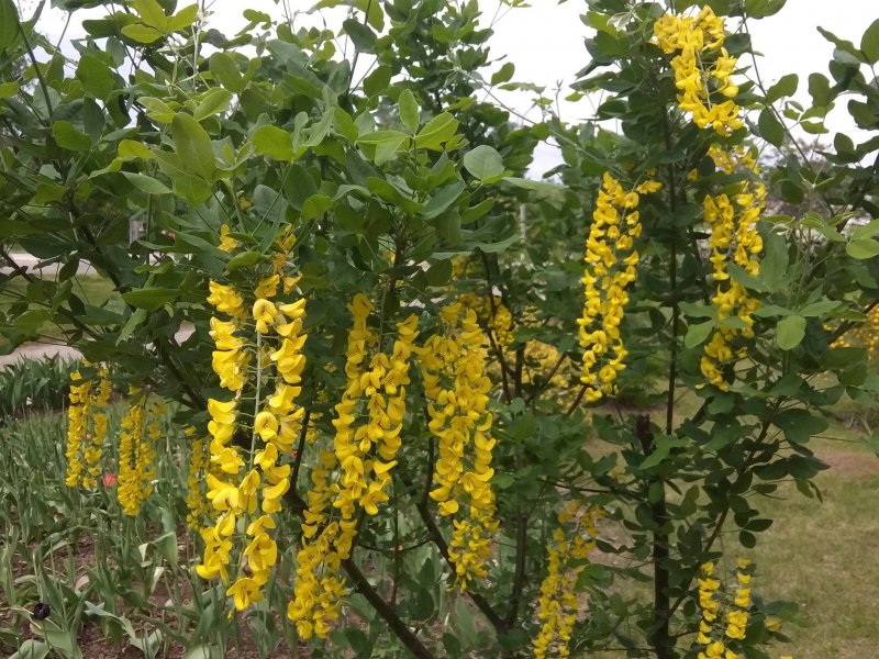 Laburnum alpinum 'Aureum'