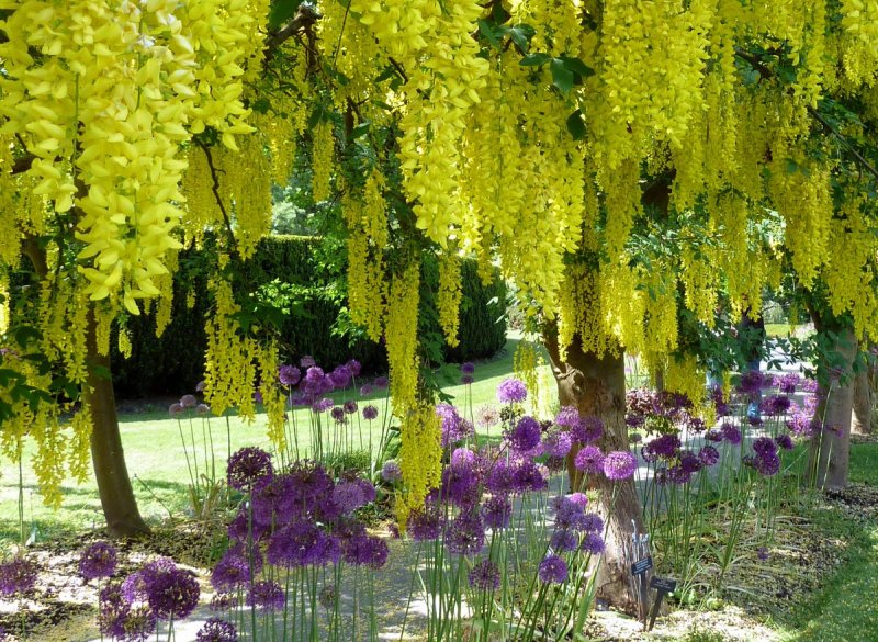 Laburnum alpinum. Бобовник Альпийский