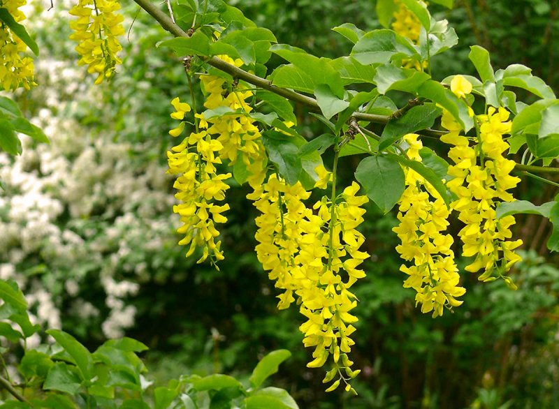 Laburnum alpinum. Бобовник Альпийский