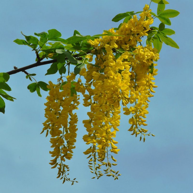 Бобовник Laburnum