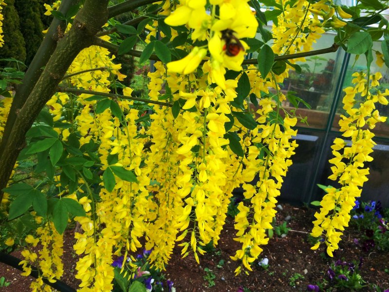 Бобовник Laburnum