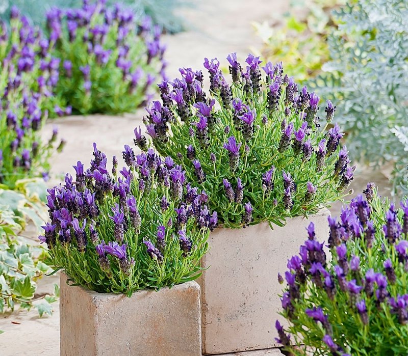 Лаванда Lavandula «Platinum blonde»