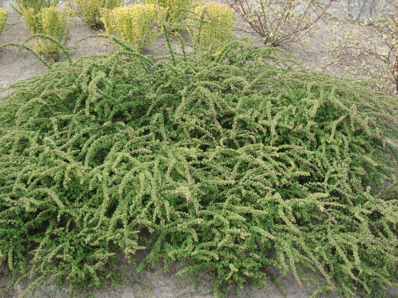 Berberis thunbergii Green Carpet