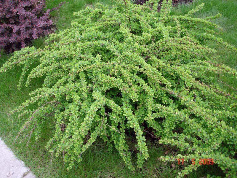 Барбарис Тунберга Green Carpet