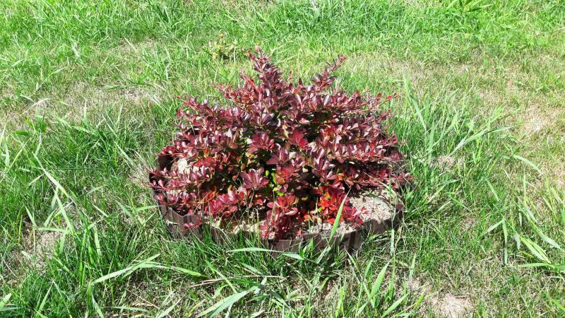 Барбарис продолговатый Berberis oblonga