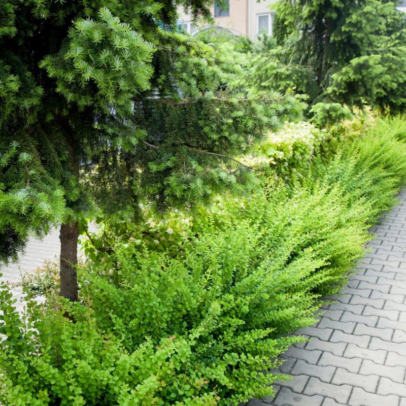Барбарис Тунберга Грин карпет Green Carpet