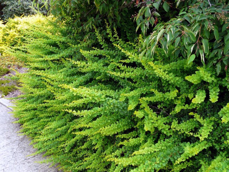 Барбарис Тунберга Berberis thunbergii "Green Carpet"