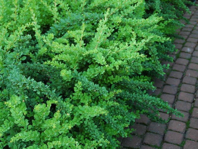 Барбарис Тунберга Грин карпет Berberis thunbergii Green Carpet