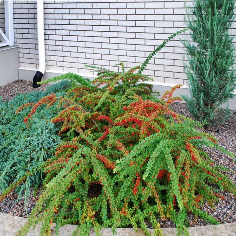Барбарис Тунберга Berberis thunbergii "Green Carpet"