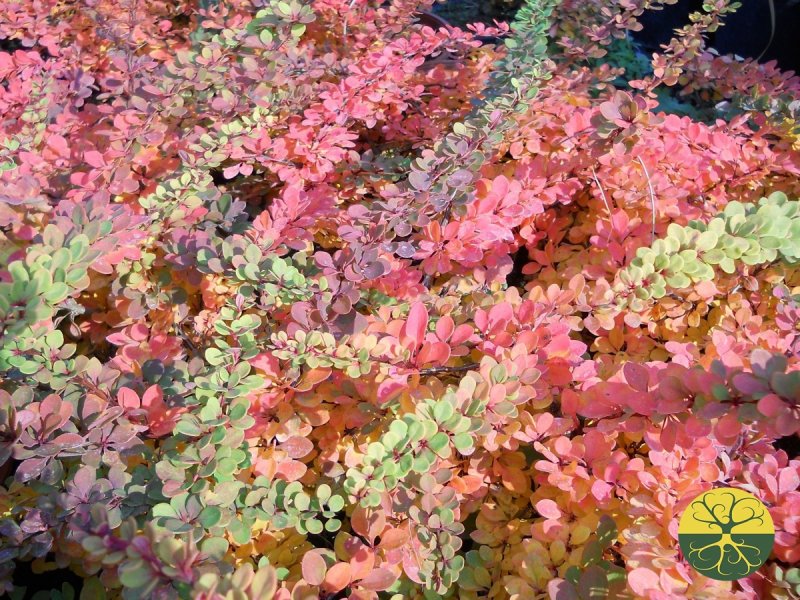 Berberis thunbergii 'Грин Carpet'