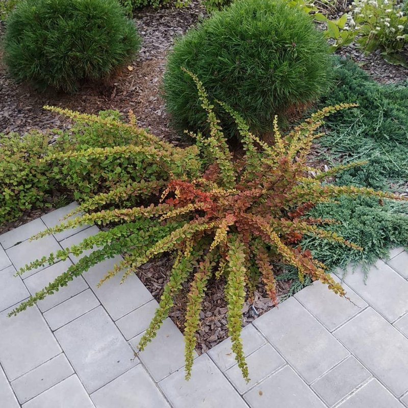Барбарис Тунберга Эректа (Berberis thunbergii erecta)
