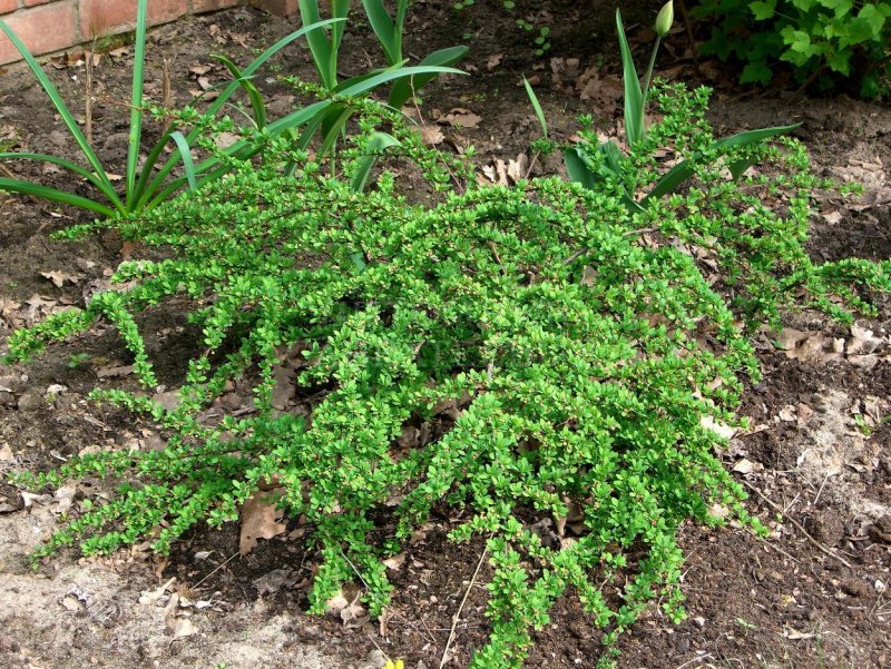 Барбарис Тунберга Грин карпет Green Carpet