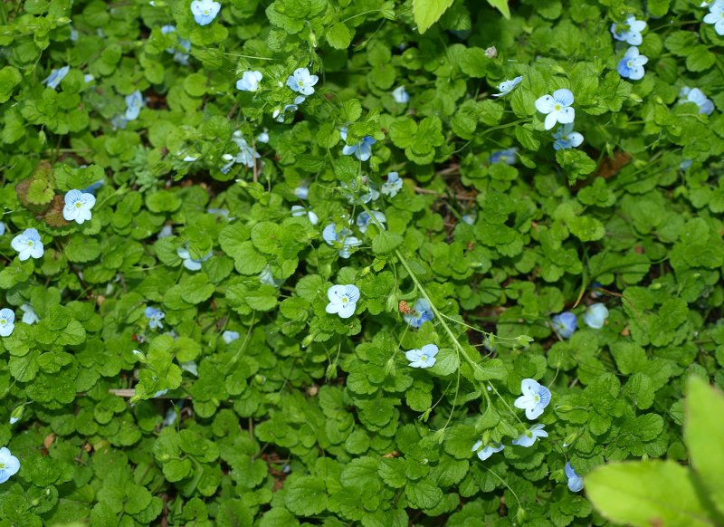 Veronica filiformis ползучая