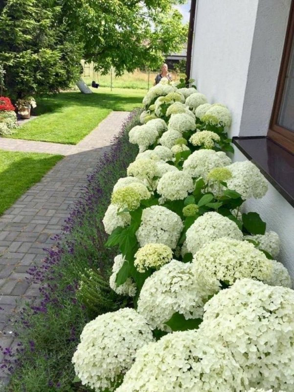 Гортензия Лаймлайт Живая изгородь