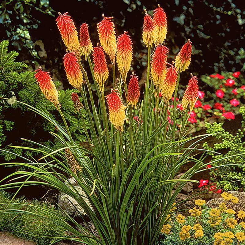 Kniphofia x hybrida l. книфофия гибридная