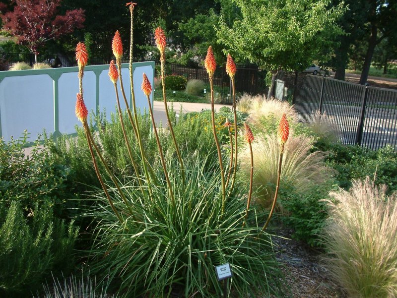 Kniphofia uvaria в ландшафтном дизайне
