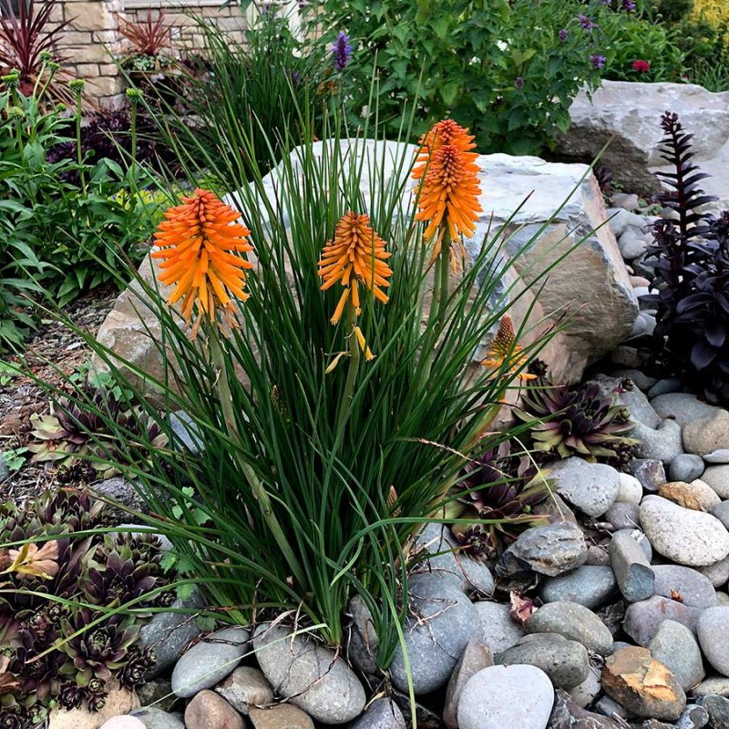 Книфофия Kniphofia poco Orange