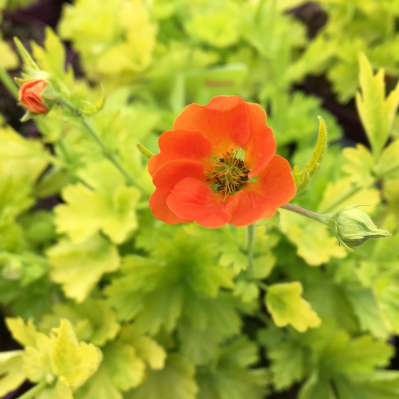 Гравилат - Geum triflorum.