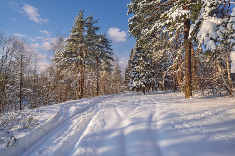 Зимняя Лесная дорожка