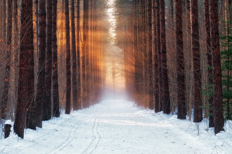 Лес в снегу