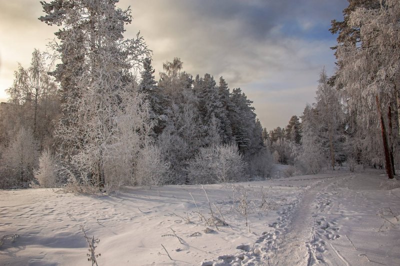 Зимняя Лесная дорожка