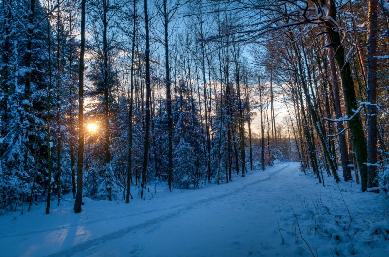 Зимний лес
