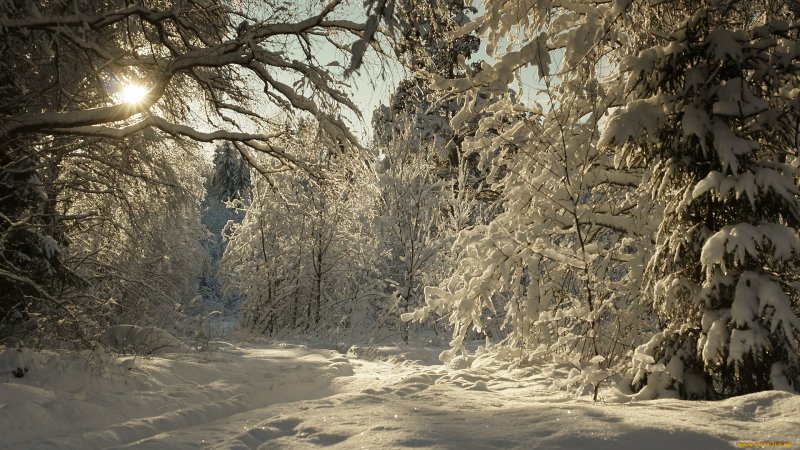 Лес зимой