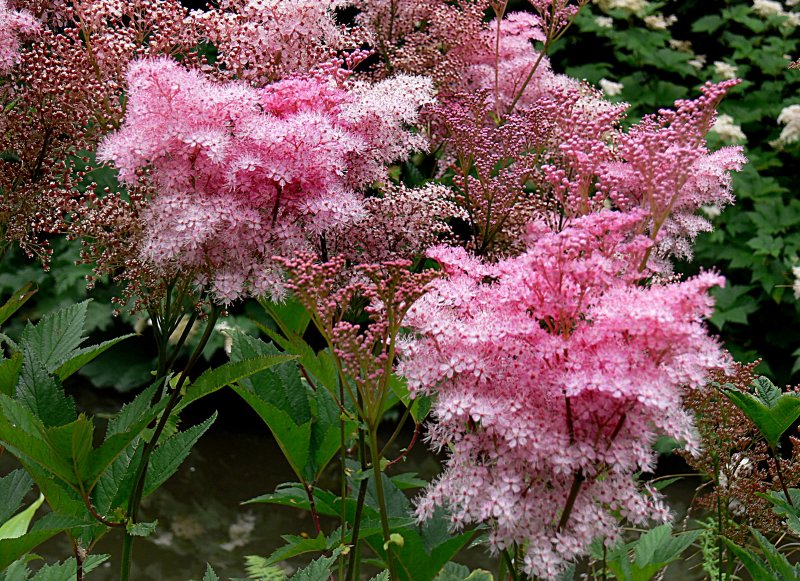 Лабазник красный (Filipendula rubra)