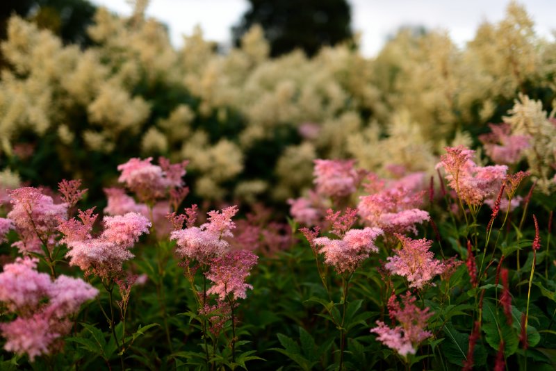 Волжанка двудомная (Aruncus dioicus)