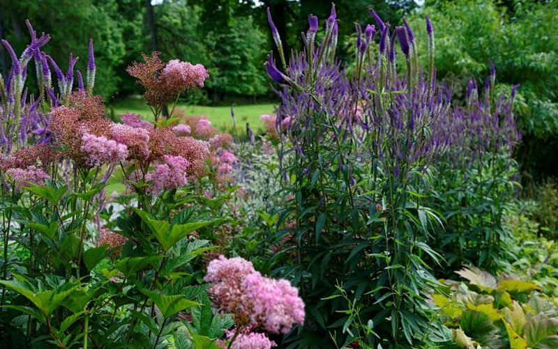 Лабазник Элеганс (purpurea), i