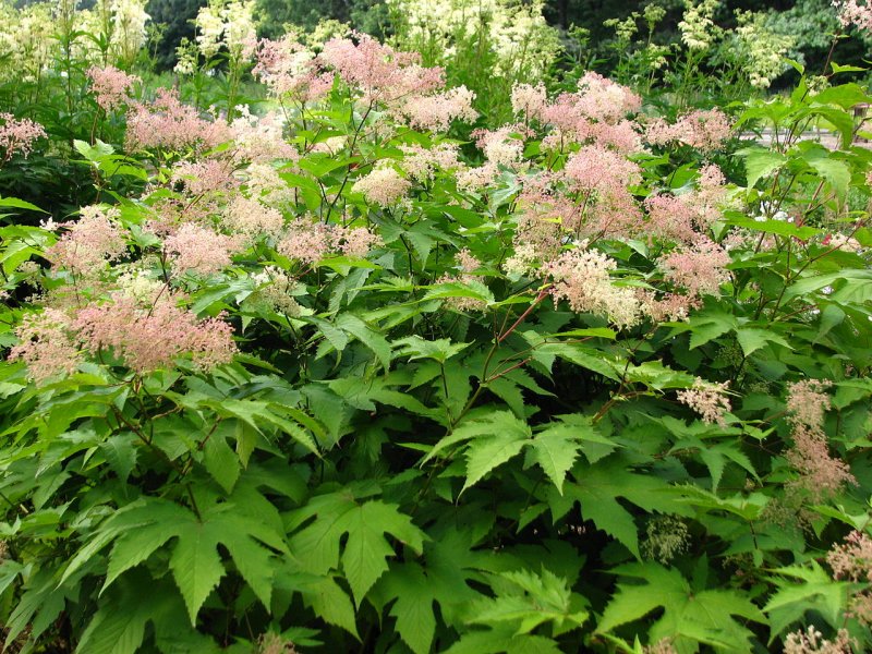 Лабазник (Filipendula)