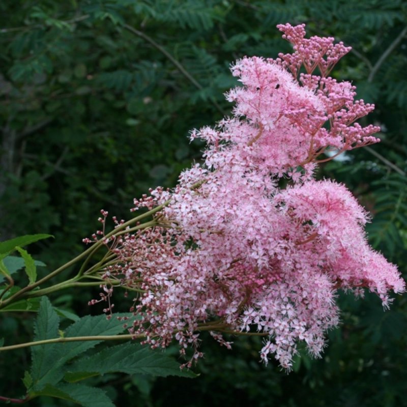 Лабазник красный (Filipendula rubra)