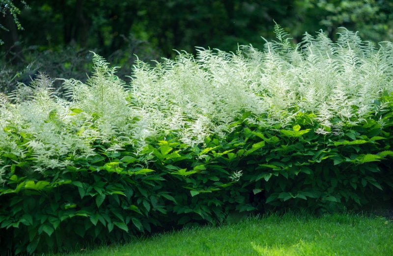Волжанка двудомная (Aruncus dioicus)