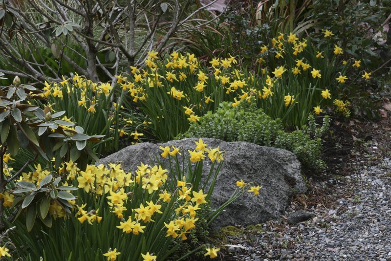 Narcissus 'tete a tete' Mini