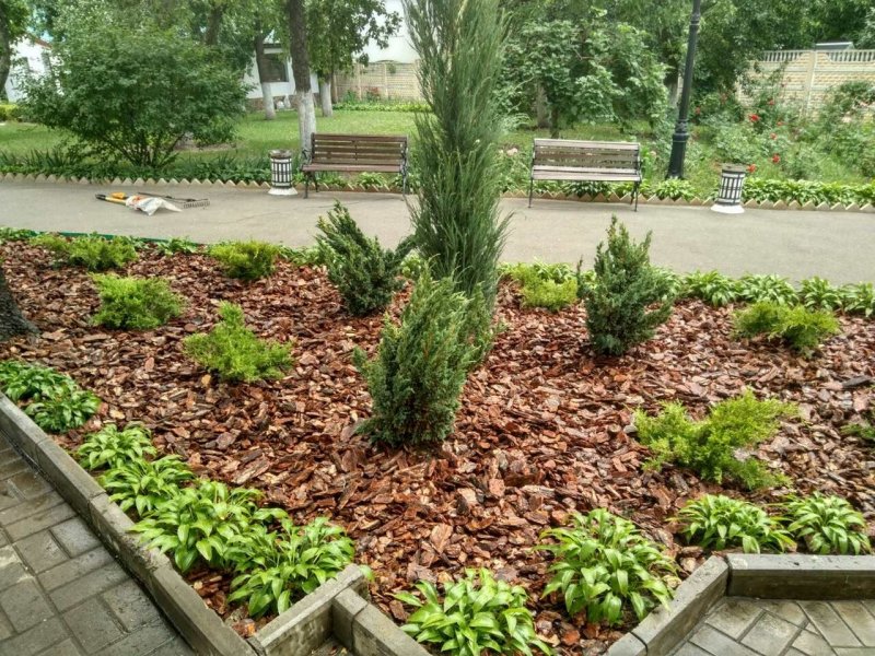 Клумба мульчирование сосновой корой
