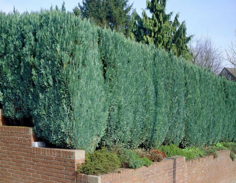 Chamaecyparis lawsoniana columnaris