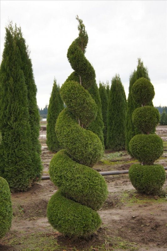 Туя Западная 'Smaragd' (спираль)
