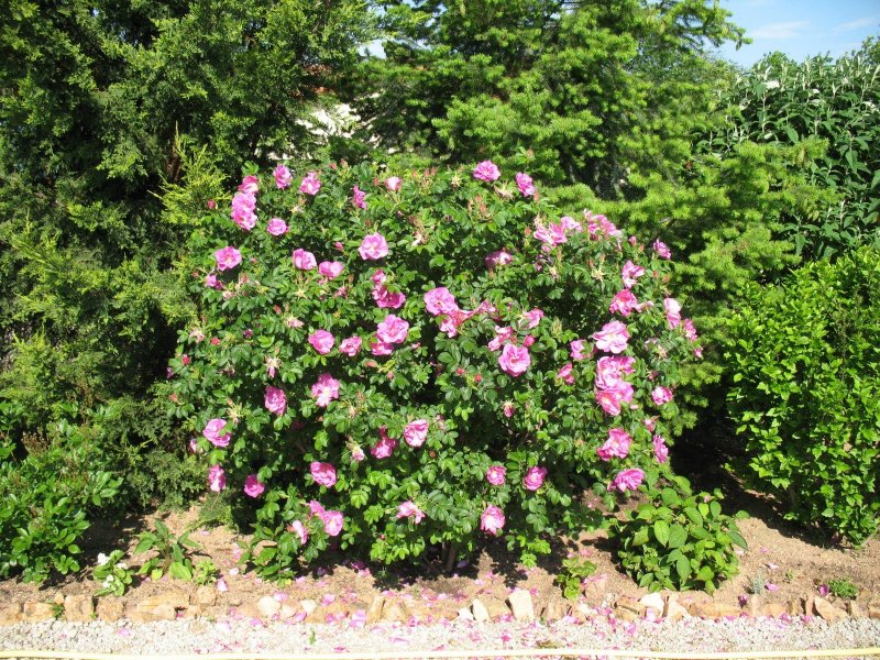 Роза Belle Poitevine