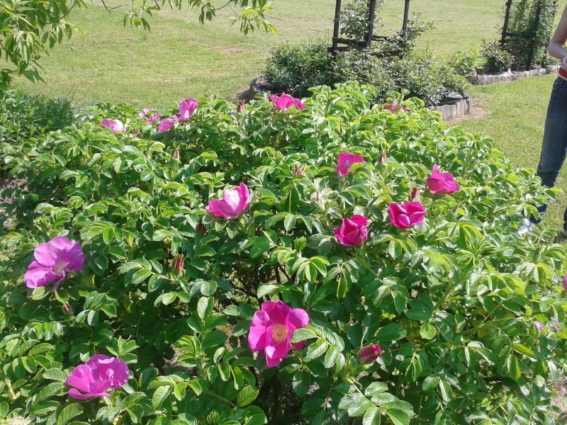 Роза морщинистая admiration Rosa Zwerg