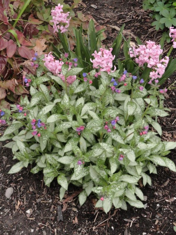 Медуница Pulmonaria Silver Bouquet