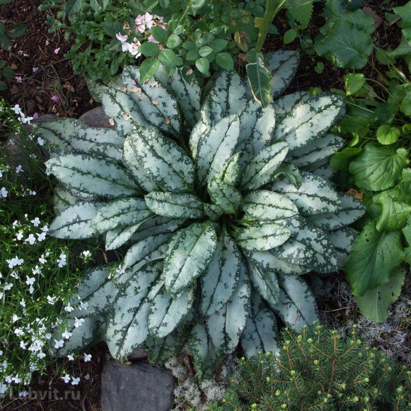 Медуница (Pulmonaria) опал