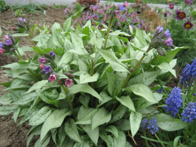 Медуница Распберри Сплэш Pulmonaria Raspberry Splash