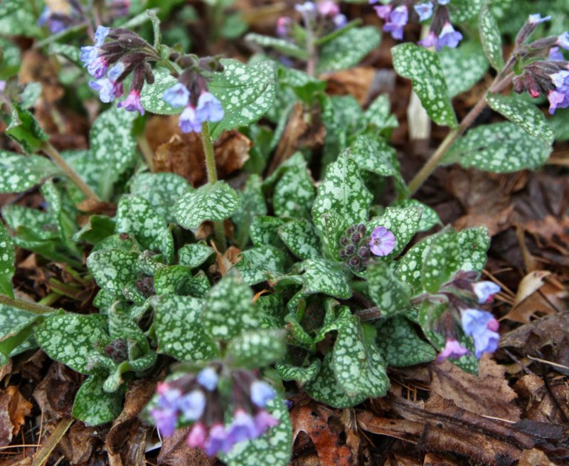 Медуница Pulmonaria moonshine